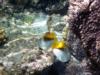 Threadfin Butterflyfish