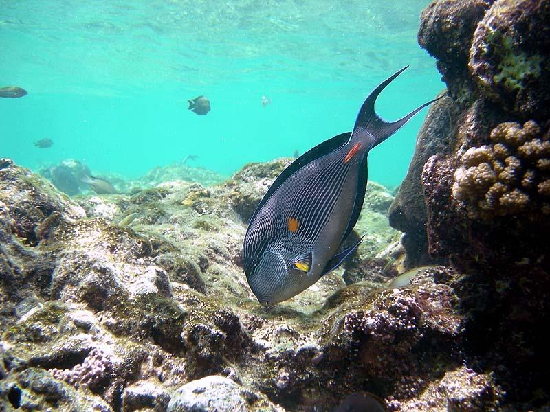 Red Sea Surgeonfish