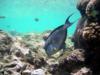 Red Sea Surgeonfish