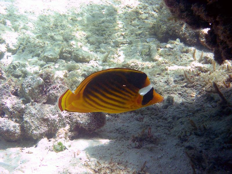 Red Sea Raccoon Butterflyfish