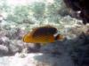 Red Sea Raccoon Butterflyfish