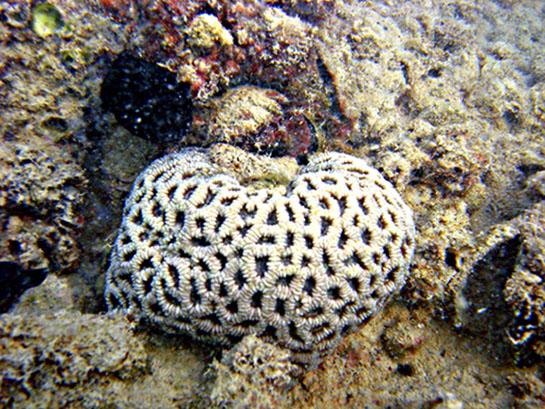 Brain Coral