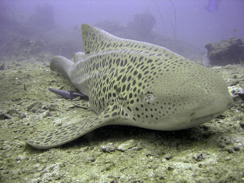 Leopard Shark