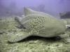 Leopard Shark