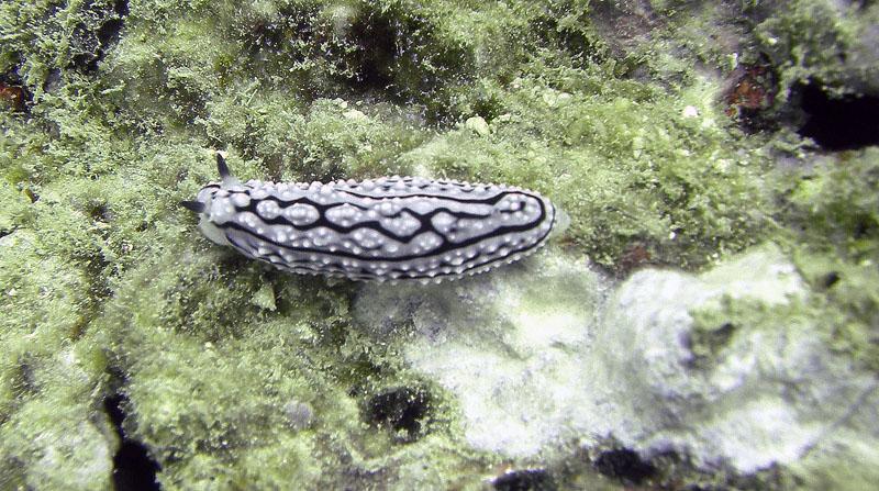 Sea Slug4