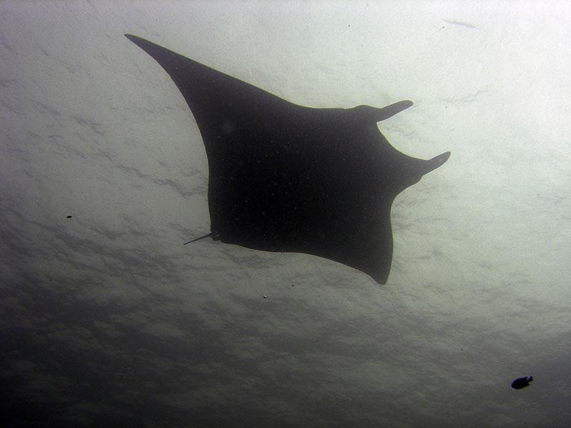 Manta2