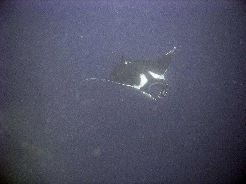 Manta3