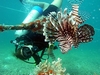 me and a lion fish