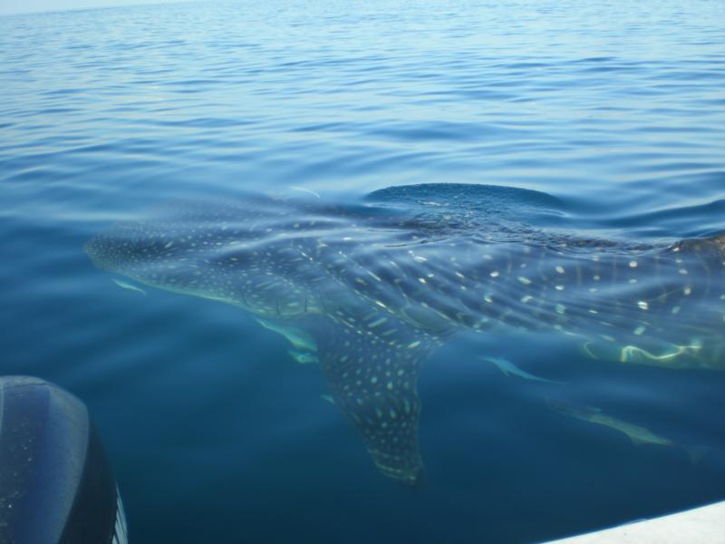 Wale shark