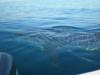 Wale shark