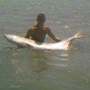 Tarpon