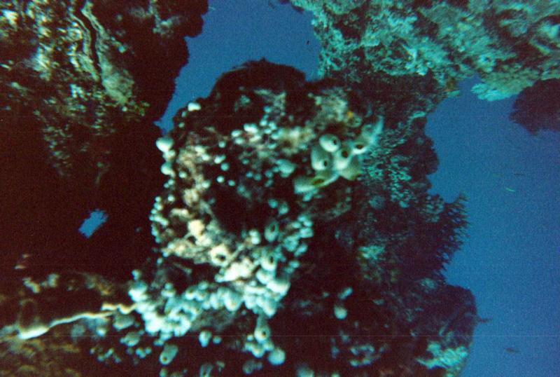 Coral on Fujikawa Maru Mast