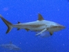 Gray Reef Shark in the Coral Sea
