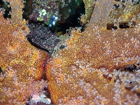 Coral crab on Hexibranchia, Red Sea