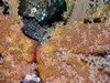 Coral crab on Hexibranchia, Red Sea