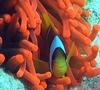 Two Bar Anemone fish and Red Anemone, Marsa Alam, Egypt