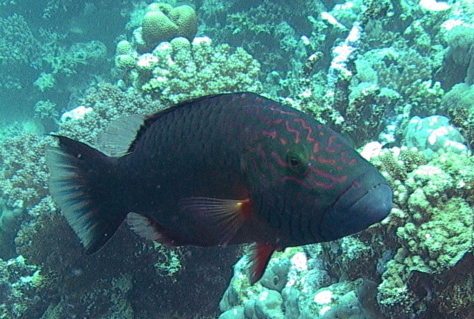 Splendor Wrasse