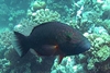 Splendor Wrasse