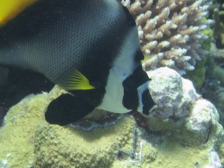 Singular Bannerfish