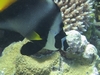 Singular Bannerfish