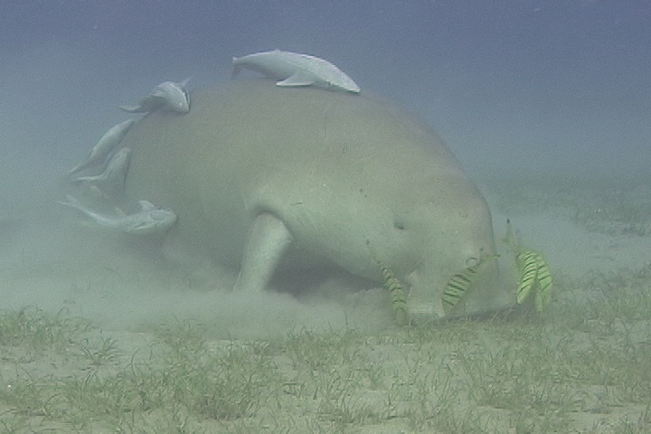 Dugong