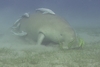 Dugong