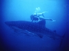 Whale Shark