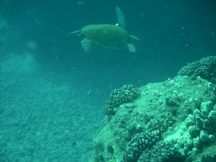 Sea Turtle in Hawaii