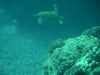 Sea Turtle in Hawaii