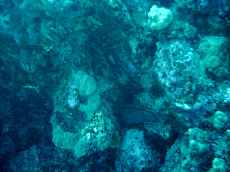 Eel Hiding in Kona