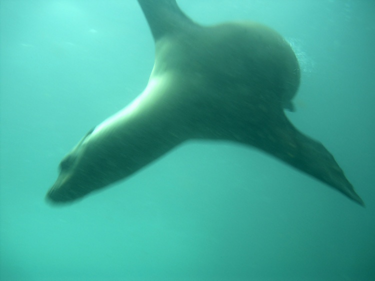 Sea Lion Santa Barbara Island CA