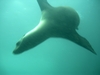 Sea Lion Santa Barbara Island CA