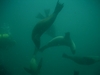 Sea Lions Santa Barbara Island CA