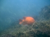 Girabaldi at Catalina Island