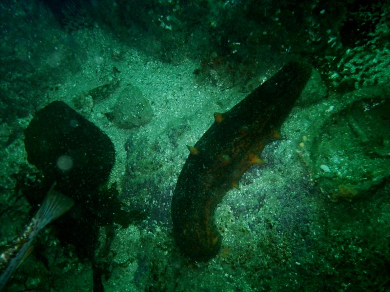 Catalina Dive 6-24-09