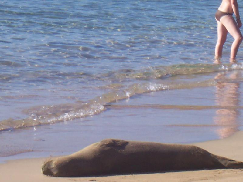 Seal in Hawaii