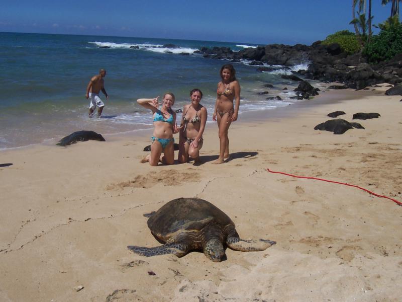 Turtle on beach in Hawaii