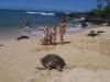 Turtle on beach in Hawaii