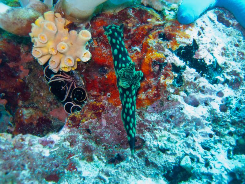 Diving Panglao, Philippines