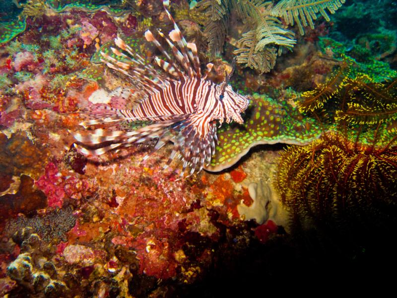 Diving Panglao, Philippines