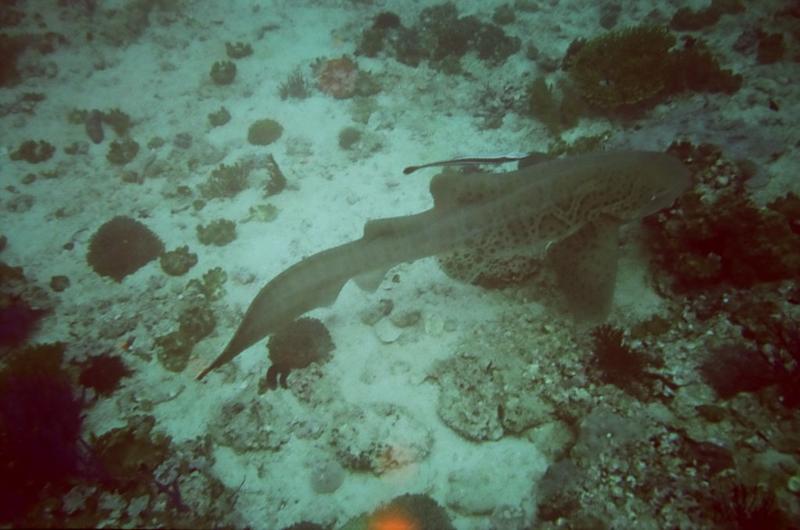 leopard shark