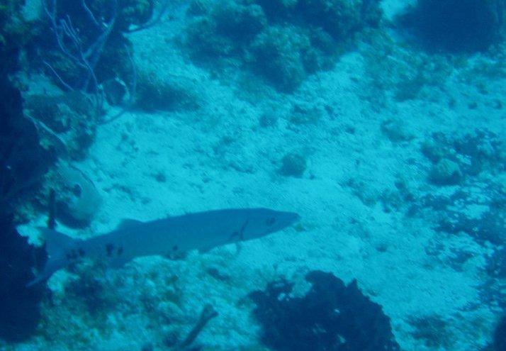 Cuda in Cozumel