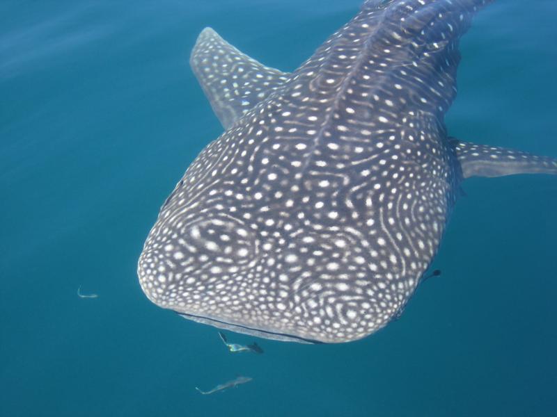 Whale Shark