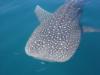 Whale Shark