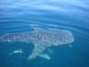 Whale Shark