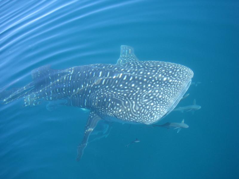 Whale Shark