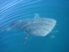 Whale Shark