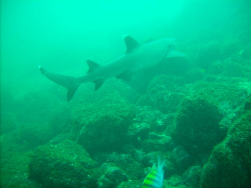 Sharks