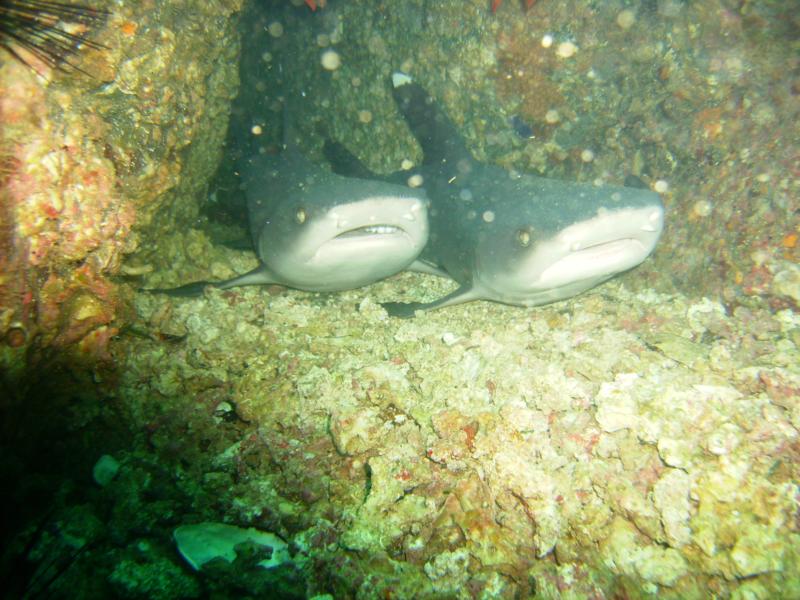 sleeping white tips, Costa Rica