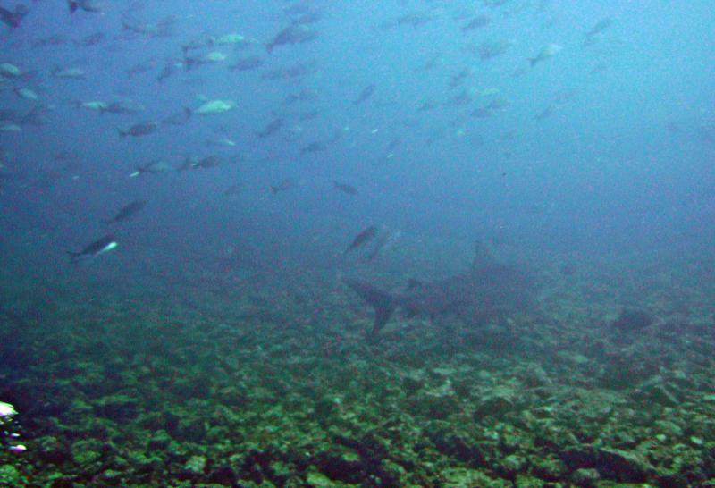 Bull shark, Bat Island Costa Rica